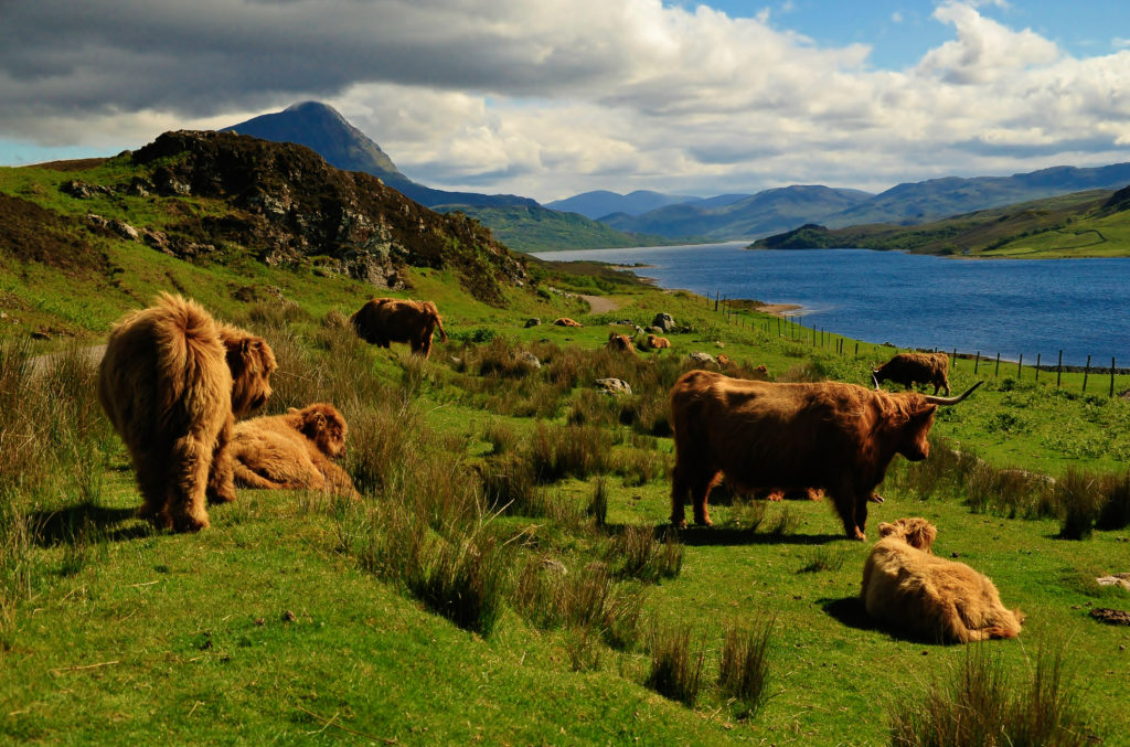 A herd of Highland Cows