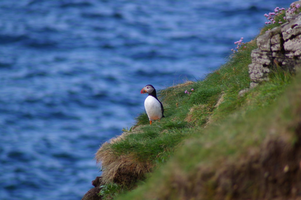 Puffin on the cliff edge
