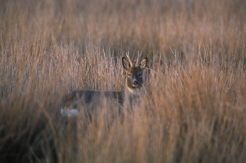 Stag in the grass