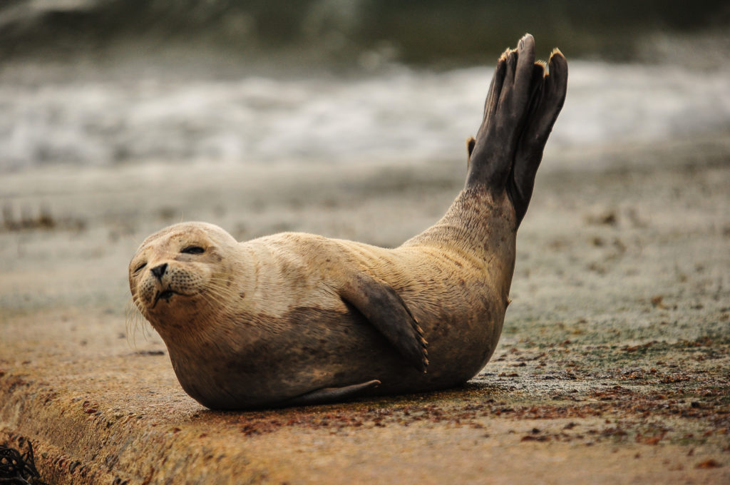 A seal on the waters edge 