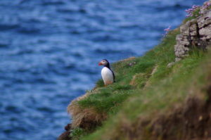 Puffin on the cliff edge