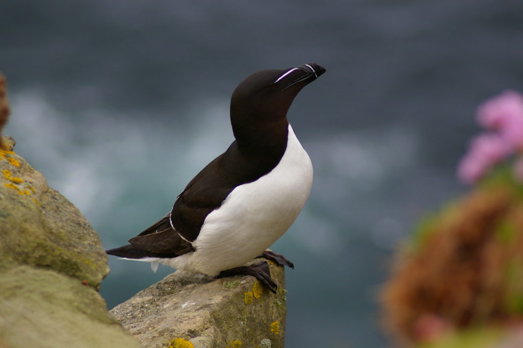 Razorbill on Rock