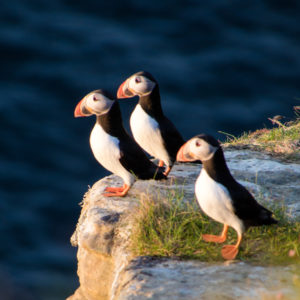 Three puffins on a cliff edge