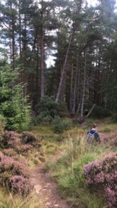 Entering a wooded area at the foot of Ben Bhraggie